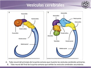 Vesículas cerebrales
A. Tubo neural del principio de la quinta semana que muestra las vesículas cerebrales primarias.
B. Tubo neural del final de la quinta semana que exhibe las vesículas cerebrales secundarias.
 