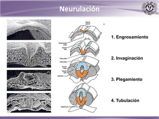 Neurulación
1. Engrosamiento
2. Invaginación
3. Plegamiento
4. Tubulación
 