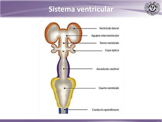 Sistema ventricular
 