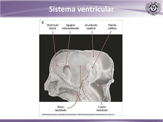 Sistema ventricular
 