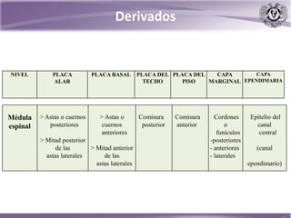 Médula
espinal
> Astas o cuernos
posteriores
> Mitad posterior
de las
astas laterales
> Astas o
cuernos
anteriores
> Mitad anterior
de las
astas laterales
Comisura
posterior
Comisura
anterior
Cordones
o
funículos
-posteriores
- anteriores
- laterales
Epitelio del
canal
central
(canal
ependimario)
NIVEL PLACA
ALAR
PLACA BASAL PLACA DEL
TECHO
PLACA DEL
PISO
CAPA
MARGINAL
CAPA
EPENDIMARIA
Derivados
 