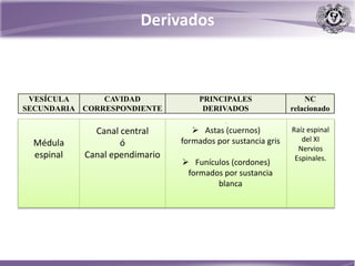 Derivados
Médula
espinal
Canal central
ó
Canal ependimario
.
 Astas (cuernos)
formados por sustancia gris
 Funículos (cordones)
formados por sustancia
blanca
Raíz espinal
del XI
Nervios
Espinales.
VESÍCULA
SECUNDARIA
CAVIDAD
CORRESPONDIENTE
PRINCIPALES
DERIVADOS
NC
relacionado
 