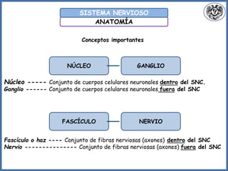 ANATOMÍA
SISTEMA NERVIOSO
Núcleo ----- Conjunto de cuerpos celulares neuronales dentro del SNC.
Ganglio ------ Conjunto de cuerpos celulares neuronales fuera del SNC
Fascículo o haz ---- Conjunto de fibras nerviosas (axones) dentro del SNC
Nervio --------------- Conjunto de fibras nerviosas (axones) fuera del SNC
Conceptos importantes
NÚCLEO GANGLIO
FASCÍCULO NERVIO
 