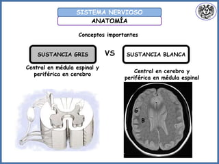 ANATOMÍA
SISTEMA NERVIOSO
Conceptos importantes
SUSTANCIA GRIS SUSTANCIA BLANCAVS
Central en médula espinal y
periférica en cerebro
G
Central en cerebro y
periférica en médula espinal
B
 