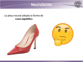 Neurulación
La placa neural adopta la forma de
«una zapatilla»
 