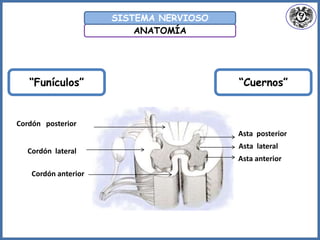 Asta anterior
Asta lateral
Asta posterior
Cordón anterior
Cordón lateral
Cordón posterior
ANATOMÍA
SISTEMA NERVIOSO
“Funículos” “Cuernos”
 