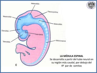 LA MÉDULA ESPINAL
Se desarrolla a partir del tubo neural en
su región más caudal, por debajo del
4º par de somitas
 