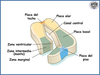 Placa alar
Placa basal
Canal central
Placa del
techo
Placa del
pisoZona marginal
Zona intermedia
(manto)
Zona ventricular
 