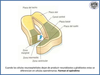 Cuando las células neuroepiteliales dejan de producir neuroblastos y glioblastos estas se
diferencian en células ependimarias: Forman el epéndimo
 