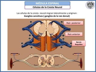 Células de la Cresta Neural
MÉDULA ESPINAL
Las células de la cresta neural migran lateralmente y originan:
Ganglios sensitivos ( ganglios de la raiz dorsal)
Raíz anterior
Raíz posterior
Nervio
Raquídeo
 