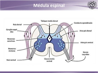 Médula espinal
 