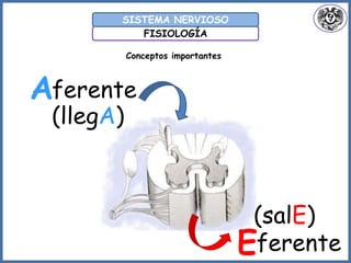 FISIOLOGÍA
SISTEMA NERVIOSO
A
E
ferente
ferente
(llegA)
(salE)
Conceptos importantes
 