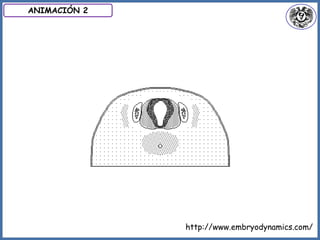 http://www.embryodynamics.com/
ANIMACIÓN 2
 
