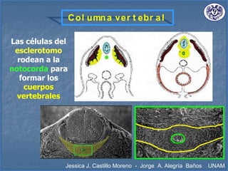 Col umna ver t ebr al
Las células del
esclerotomo
rodean a la
notocorda para
formar los
cuerpos
vertebrales
Jessica J. Castillo Moreno - Jorge A. Alegría Baños UNAM
 