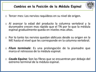 Cambios en la Posición de la Médula Espinal
o Tercer mes: Los nervios raquídeos en su nivel de origen.
o Al avanzar la edad del producto la columna vertebral y la
duramadre crecen mas rápido que el TN por lo que la médula
espinal gradualmente queda en niveles mas altos.
o Por lo tanto los nervios quedan oblicuos desde su origen en la
ME hasta el nivel que les corresponde en la columna vertebral.
o Filum terminale: Es una prolongación de la piamadre que
marca el retroceso de la médula espinal.
o Cauda Equina: Son las fibras que se encuentran por debajo del
extremo terminal de la médula espinal.
 