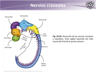 Nervios craneales
Fig. 24-33. Desarrollo de los nervios craneales
y raquídeos. Vista sagital izquierda del tubo
neural del final de la quinta semana.
 