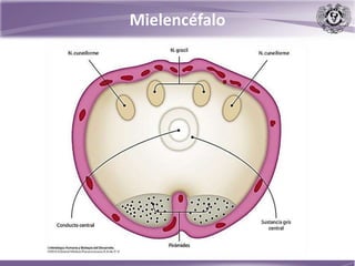 Mielencéfalo
 