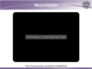 https://www.youtube.com/watch?v=Cu4lQYbOzzY
Neurulación
 
