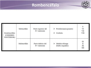 Rombencéfalo
 