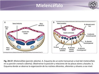 Mielencéfalo
Fig. 24-17. Mielencéfalo (porción abierta). A. Esquema de un corte transversal a nivel del mielencéfalo
en su porción craneal o abierta). Obsérvense la posición y relaciones de las placas alares y basales. b.
Esquema donde se observa la organización de los núcleos eferentes, aferentes y olivares a ese nivel.
 