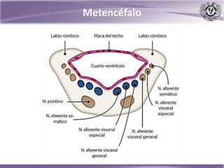 Metencéfalo
 