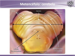 Metencéfalo: cerebelo
 