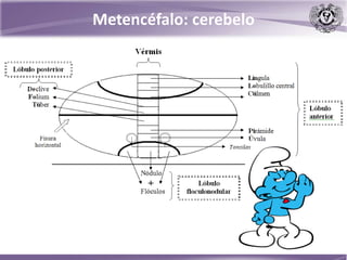 Metencéfalo: cerebelo
 