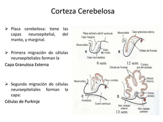 Corteza Cerebelosa
 Placa cerebelosa: tiene las
capas neuroepitelial, del
manto, y marginal.
 Primera migración de células
neuroepiteliales forman la
Capa Granulosa Externa
 Segunda migración de células
neuroepiteliales forman la
capa:
Células de Purkinje
8 sem 12 sem
13 sem
 