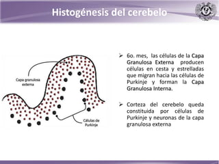 Histogénesis del cerebelo
 6o. mes, las células de la Capa
Granulosa Externa producen
células en cesta y estrelladas
que migran hacia las células de
Purkinje y forman la Capa
Granulosa Interna.
 Corteza del cerebelo queda
constituida por células de
Purkinje y neuronas de la capa
granulosa externa
 
