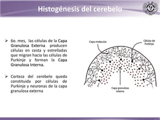 Histogénesis del cerebelo
 6o. mes, las células de la Capa
Granulosa Externa producen
células en cesta y estrelladas
que migran hacia las células de
Purkinje y forman la Capa
Granulosa Interna.
 Corteza del cerebelo queda
constituida por células de
Purkinje y neuronas de la capa
granulosa externa
 