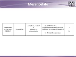Mesencéfalo
 