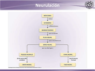 Neurulación
 