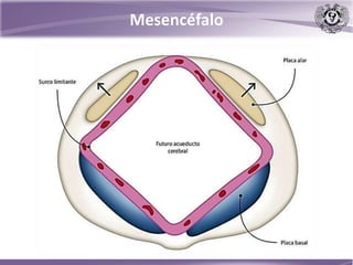 Mesencéfalo
 