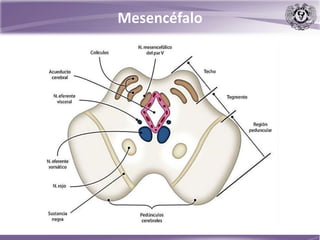 Mesencéfalo
 