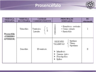 Prosencéfalo
 