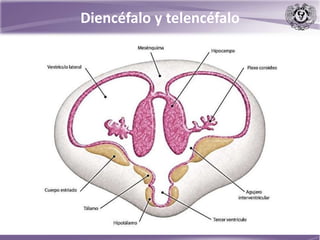Diencéfalo y telencéfalo
 