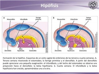 Hipófisis
Formación de la hipófisis. Esquemas de un corte sagital de embriones de las tercera y cuarta semanas. A.
Tercera semana mostrando el estomodeo, la faringe primitiva y el diencéfalo. A partir del diencéfalo
puede apreciarse una pequeña evaginación: el infundíbulo, y del techo del estomodeo se observa una
proyección hacia el diencéfalo: la bolsa hipofisiaria. b. Cuarta semana. El infundíbulo y la bolsa
hipofisiaria han crecido, aproximándose una a la otra.
 