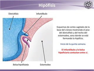 Hipófisis
Esquemas de cortes sagitales de la
base del cráneo mostrando el piso
del diencéfalo y del techo del
estomodeo, zona donde se está
formando la hipófisis.
Inicio de la quinta semana.
El infundíbulo y la bolsa
hipofisiaria contactan entre sí.
 
