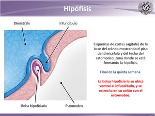Hipófisis
Esquemas de cortes sagitales de la
base del cráneo mostrando el piso
del diencéfalo y del techo del
estomodeo, zona donde se está
formando la hipófisis.
Final de la quinta semana.
La bolsa hipofisiaria se ubica
ventral al infundíbulo, y se
estrecha en su unión con el
estomodeo.
 