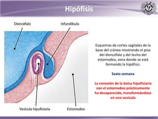 Hipófisis
Esquemas de cortes sagitales de la
base del cráneo mostrando el piso
del diencéfalo y del techo del
estomodeo, zona donde se está
formando la hipófisis.
Sexta semana
La conexión de la bolsa hipofisiaria
con el estomodeo prácticamente
ha desaparecido, transformándose
en una vesícula
 