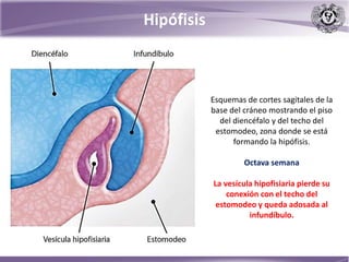 Hipófisis
Esquemas de cortes sagitales de la
base del cráneo mostrando el piso
del diencéfalo y del techo del
estomodeo, zona donde se está
formando la hipófisis.
Octava semana
La vesícula hipofisiaria pierde su
conexión con el techo del
estomodeo y queda adosada al
infundíbulo.
 