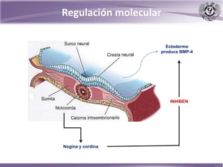 Ectodermo
produce BMP-4
Nogina y cordina
INHIBEN
Regulación molecular
 