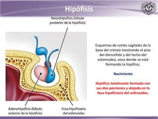 Hipófisis
Esquemas de cortes sagitales de la
base del cráneo mostrando el piso
del diencéfalo y del techo del
estomodeo, zona donde se está
formando la hipófisis.
Nacimiento
Hipófisis totalmente formada con
sus dos porciones y alojada en la
fosa hipofisiaria del esfenoides.
 