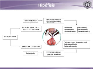 Hipófisis
 