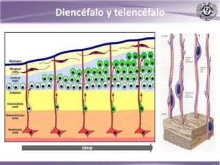 Diencéfalo y telencéfalo
 