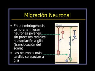Migración Neuronal
• En la embriogénesis
temprana migran
neuronas jóvenes
sin procesos radiales
ni asociación a glia
(translocación del
soma)
• Las neuronas más
tardías se asocian a
glía
 