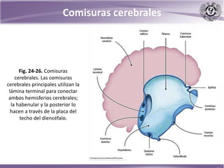 Comisuras cerebrales
Fig. 24-26. Comisuras
cerebrales. Las comisuras
cerebrales principales utilizan la
lámina terminal para conectar
ambos hemisferios cerebrales;
la habenular y la posterior lo
hacen a través de la placa del
techo del diencéfalo.
 