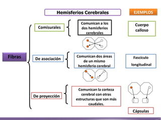 Fibras
Hemisferios Cerebrales
De proyección
De asociación
Comisurales
Comunican a los
dos hemisferios
cerebrales
EJEMPLOS
Cuerpo
calloso
Comunican dos áreas
de un mismo
hemisferio cerebral
Fascículo
longitudinal
Comunican la corteza
cerebral con otras
estructuras que son más
caudales.
Cápsulas
 