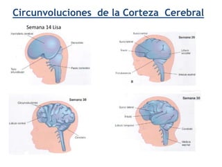 Circunvoluciones de la Corteza Cerebral
Semana 14 Lisa
 