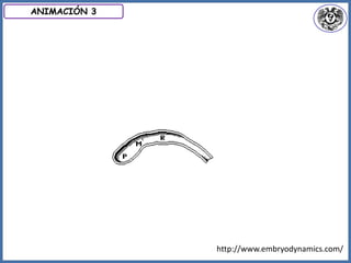 http://www.embryodynamics.com/
ANIMACIÓN 3
 